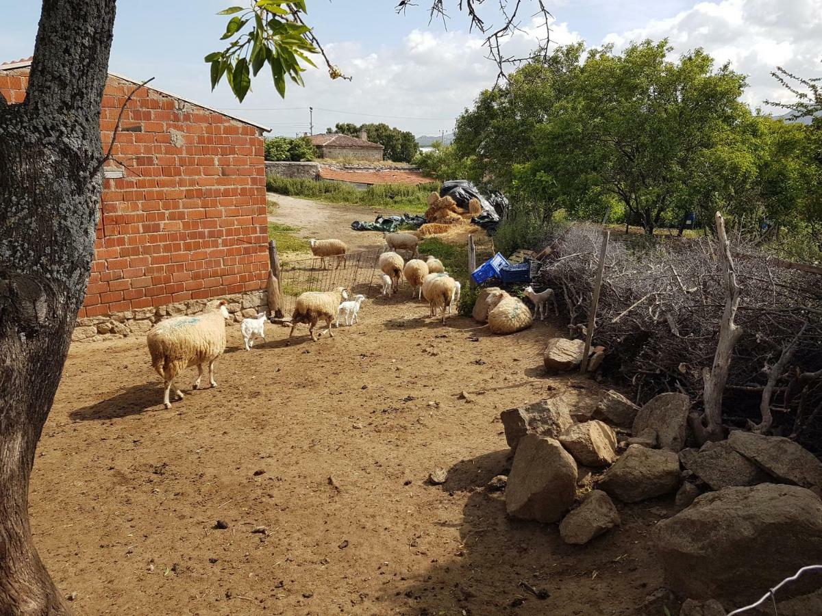 Alterna Koey Evi Casa de hóspedes Ayvacik Exterior foto